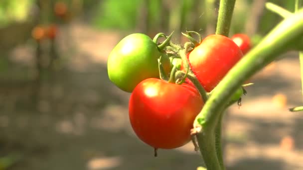 Pomidory pod światło słoneczne. - Materiał filmowy, wideo
