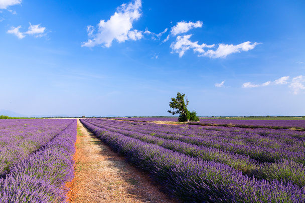 Lavendelfeld bei valensole.france - Foto, Bild