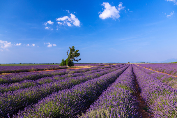 Лаванда поля поблизу Valensole.France - Фото, зображення
