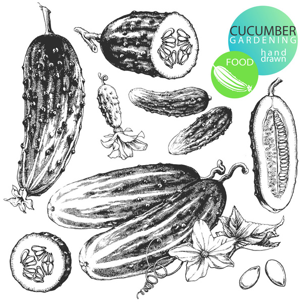 komkommers - Vector, afbeelding