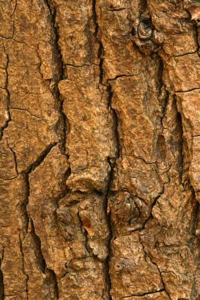 Tree Bark Texture - Forest in the wilderness, Canada - Photo, Image