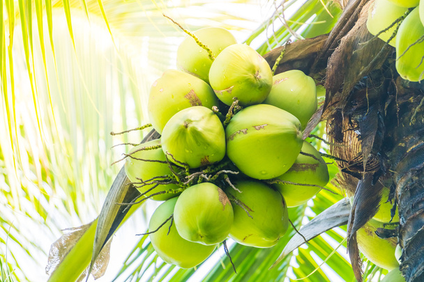 Кокосовые пальмы
 - Фото, изображение