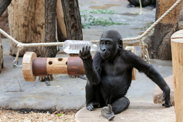 Nuori gorilla muovipullolla
 - Valokuva, kuva