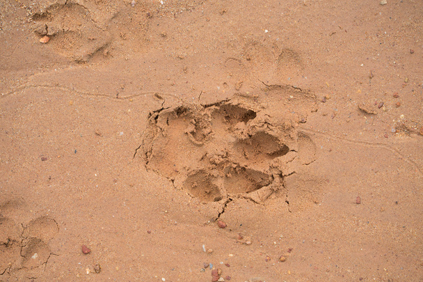 dog footprint on beach - Photo, Image