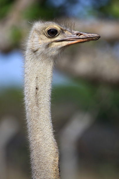Ostrich - Uganda, Africa - Foto, afbeelding