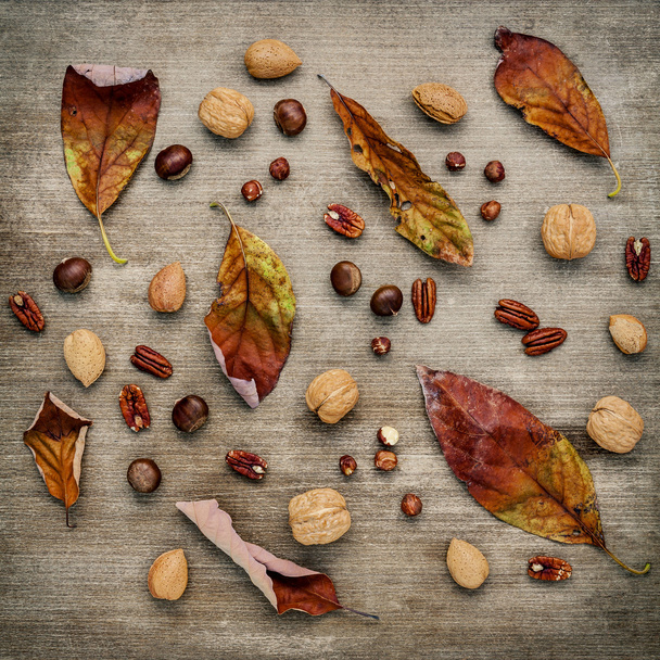 Различные виды орехов грецкие орехи ядра, фундук, миндальное зерно
 - Фото, изображение