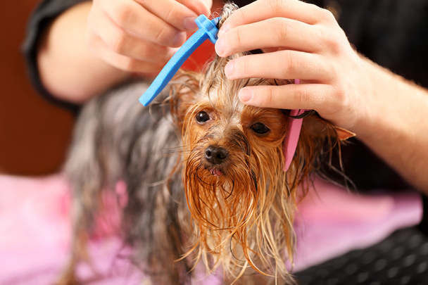 Yorkshire terrier at salon - Photo, Image