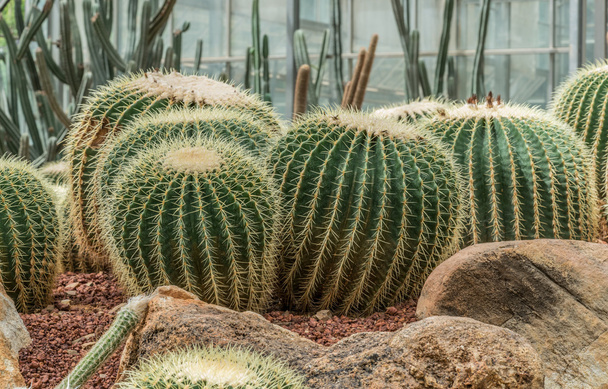 Cactus plant on gravel - Foto, afbeelding