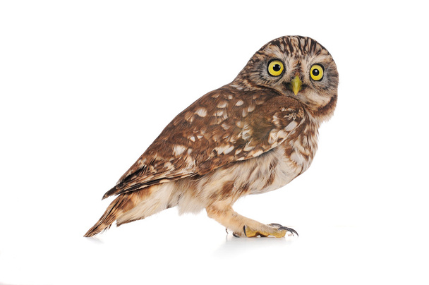 owl - Foto, Bild