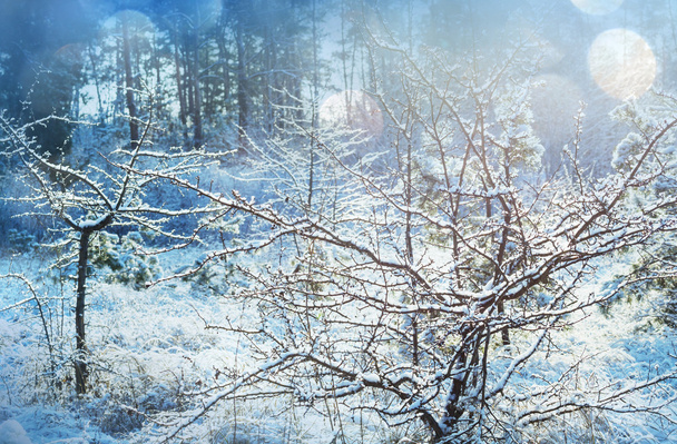 замороженная трава зимой - Фото, изображение