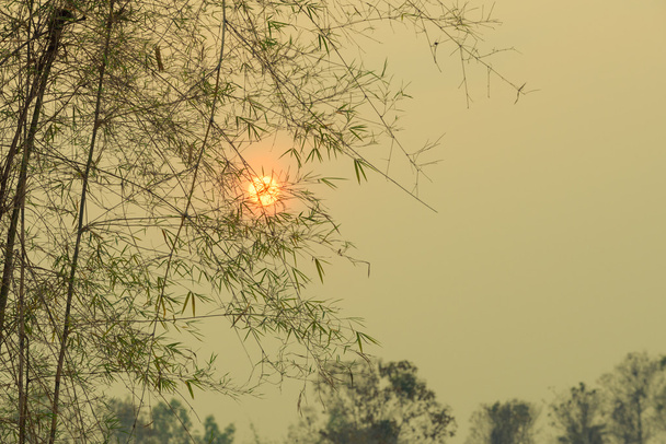 Foglia di bambù e tramonto e cielo fumoso
 - Foto, immagini