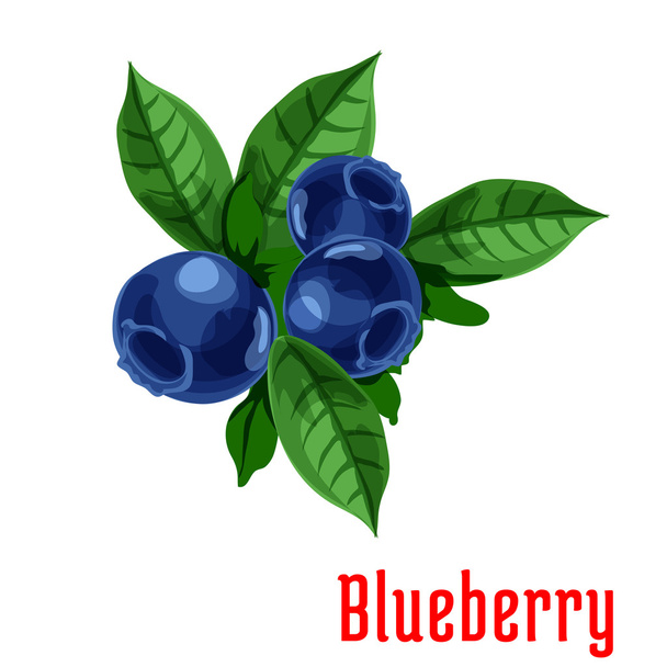 Blueberry gyümölcsök botanikai ikon - Vektor, kép