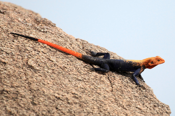 Red Headed Agama Lizard - Uganda, Africa - Photo, Image