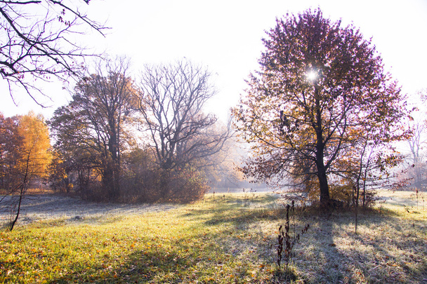カラフルな秋の日の出。11 月に最初の霜 - 写真・画像