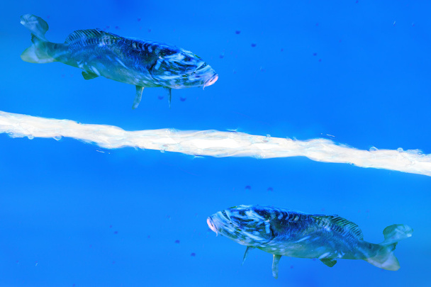 Dwie ryby pływać w cieczy niebieski. - Zdjęcie, obraz