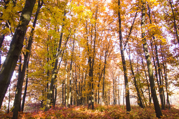 Autumn scenery. Beautiful gold fall in forest. - Zdjęcie, obraz