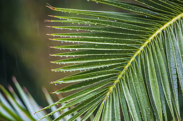 Raindrops on the branch of palm trees under a tropical downpour - Foto, imagen