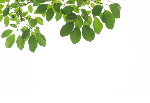 Зеленый лист изолирован на белом фоне - Фото, изображение