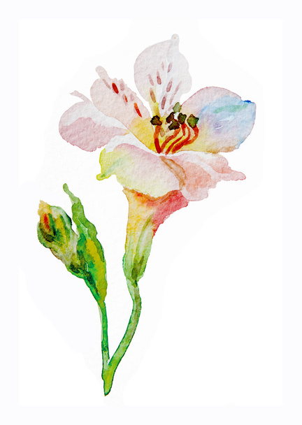 Fleurs rose, blanc, alstromeries, bourgeon, aquarelle
 - Photo, image