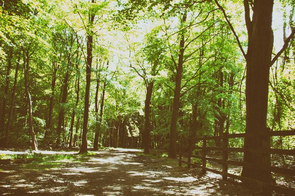 Camminata di campagna con sentiero che si snoda tra gli alberi
 - Foto, immagini