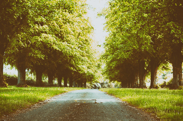 Путь, проходящий через деревья в английском лесу
 - Фото, изображение