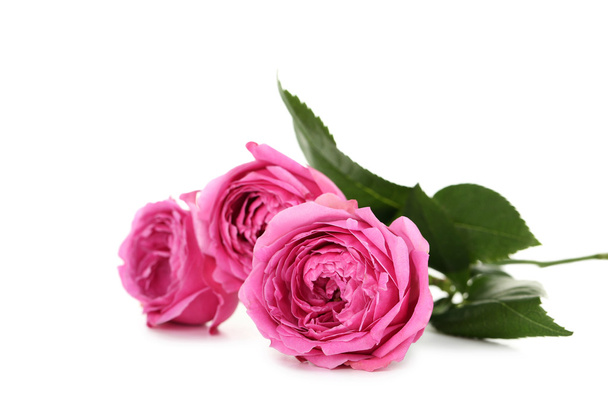 Beautiful pink roses - Valokuva, kuva