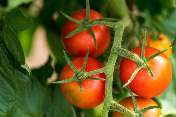 Tomates rojos que crecen en las ramas
 - Foto, Imagen