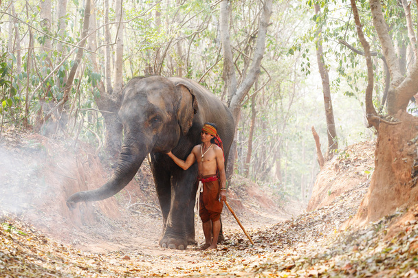 Отношения человека, махаут из слона. Прощание с любовью
 - Фото, изображение