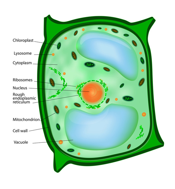 Növényi sejt - Vektor, kép