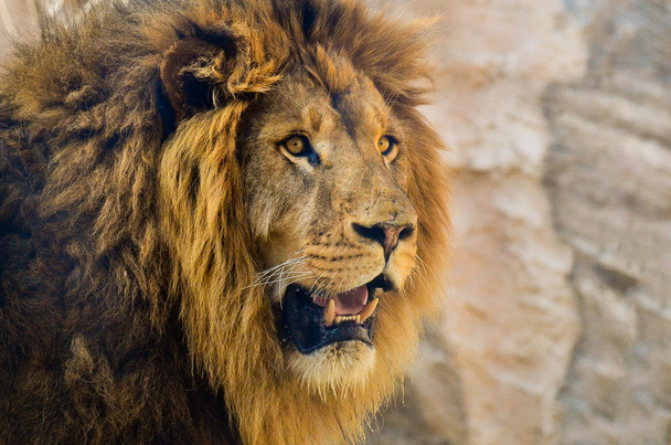 Повністю розвинений чоловічий лев з гривою
 - Фото, зображення