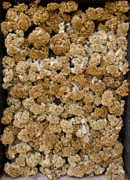 Uma matriz de galos amarelos secos
 - Foto, Imagem
