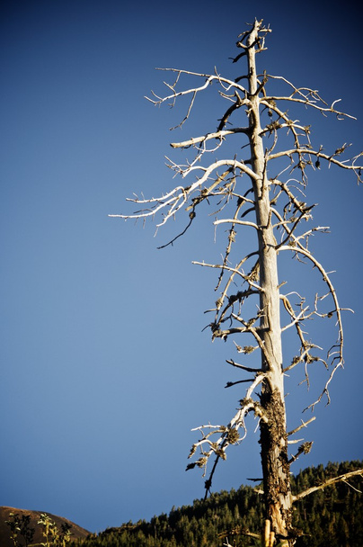 Halott fa kilátás - Fotó, kép