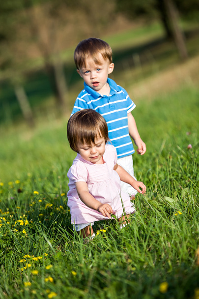 Twins on the meadow - Photo, Image