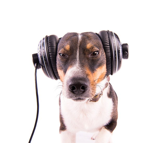 Jack Russell terrier con auriculares sobre fondo blanco
 - Foto, imagen