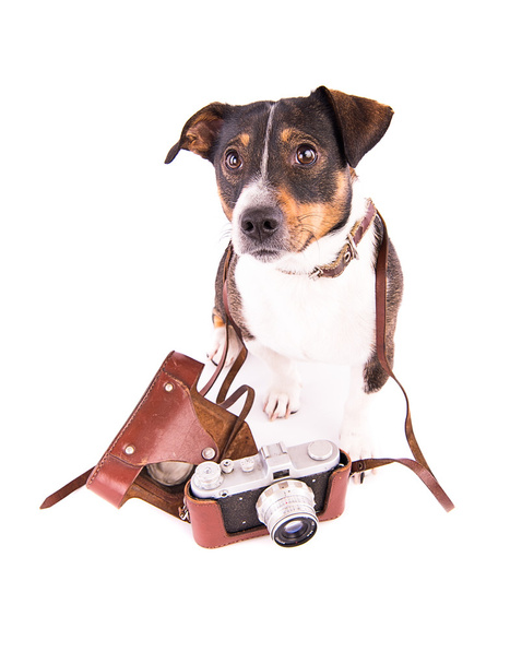 Jack Russell Terrier avec une caméra sur fond blanc
 - Photo, image