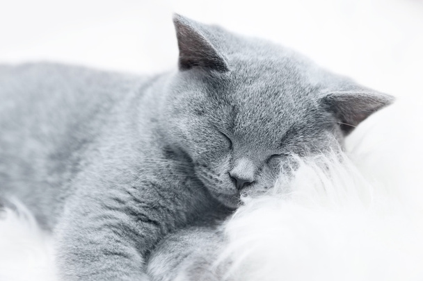 Молодой милый серый кот дома
 - Фото, изображение