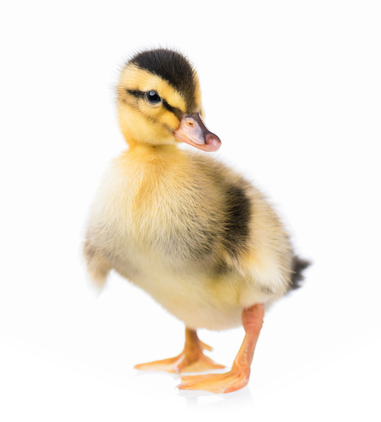 Cute little duckling - Photo, Image