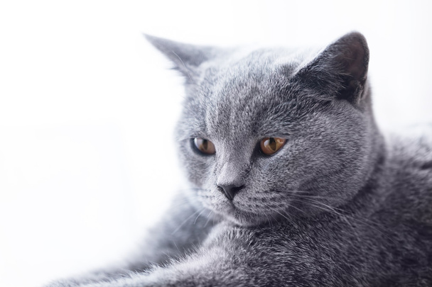 Jeune chat gris mignon à la maison
 - Photo, image