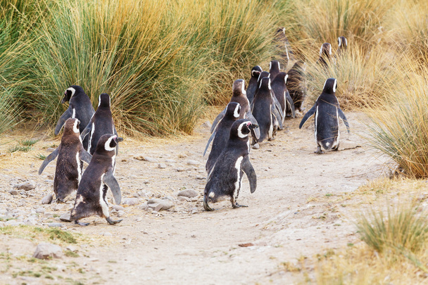 Магелланові пінгвінів в Патагонії - Фото, зображення
