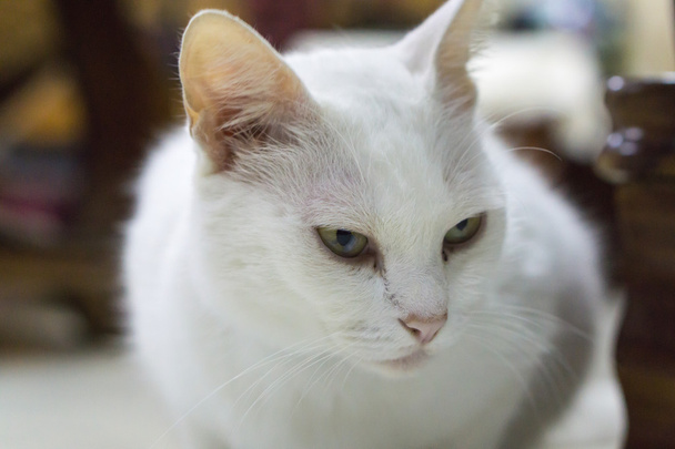 White Cat Portrait - Photo, Image