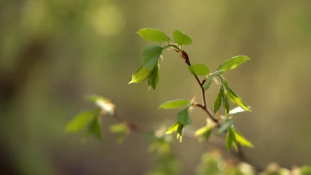 Branch with leaves - Filmati, video