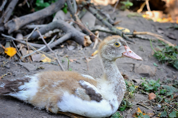 Un jeune canard est assis dans la cour de la ferme
 - Photo, image