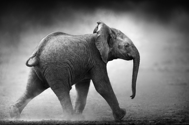 Bébi elefánt futó (művészi feldolgozása) - Fotó, kép