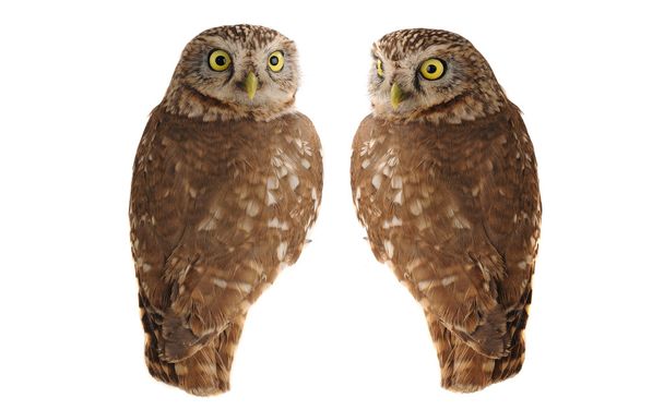 owl - Foto, Bild