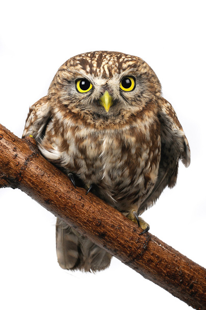 Owl the isolated sitting on hemp - Foto, afbeelding