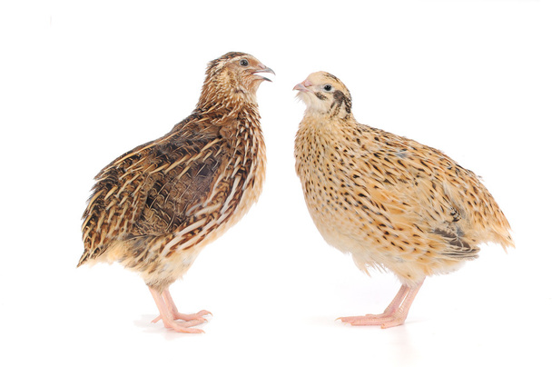 Adult quail - Fotografie, Obrázek