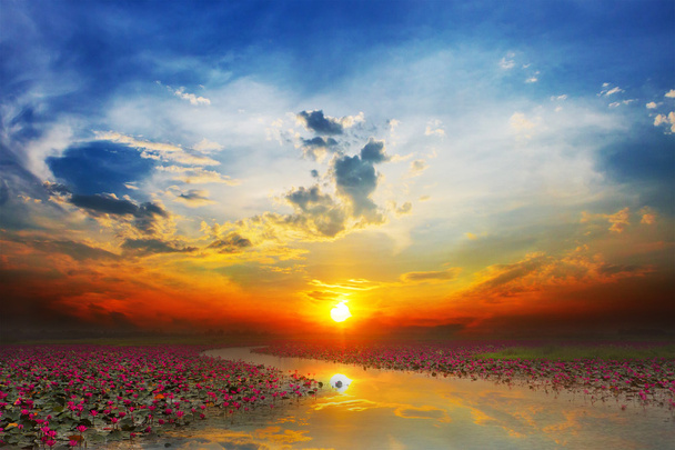 Sonnenuntergang am Meer roter Lotus - Foto, Bild