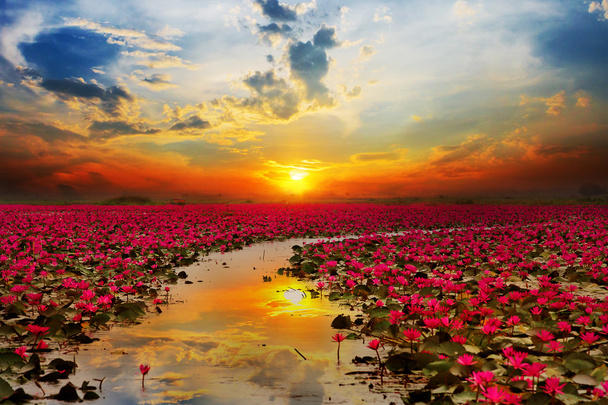 Słońce rośnie kwiat lotosu w Tajlandii - Zdjęcie, obraz