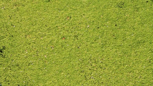 El pantano. Fondo verde
 - Imágenes, Vídeo