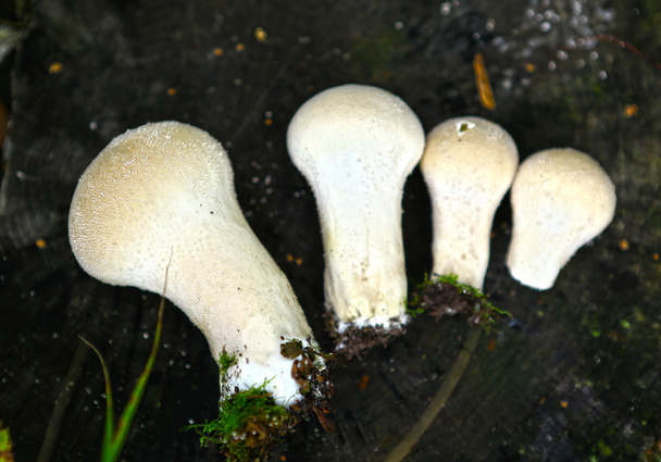 puffball mushrooms lay in raw - Photo, Image